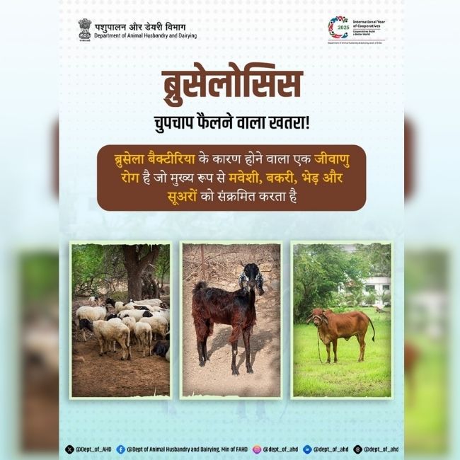 ब्रुसेलोसिस संक्रमण