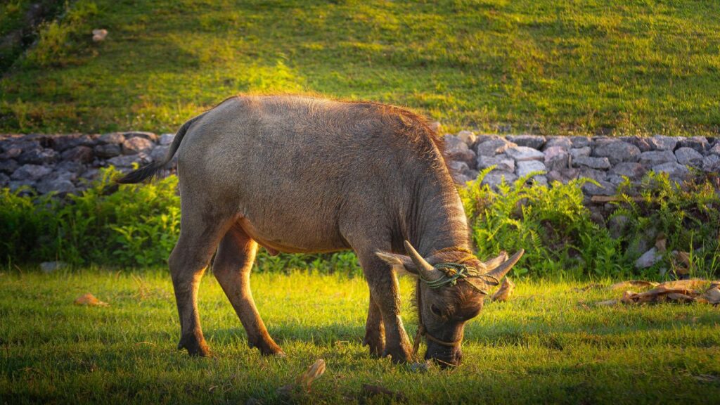Buffalo Breed
