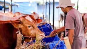 Agri Tips: पराली अब बनेगी पशुओं का सुपरफूड, खाते ही बढ़ जाएगा दूध उत्पादन