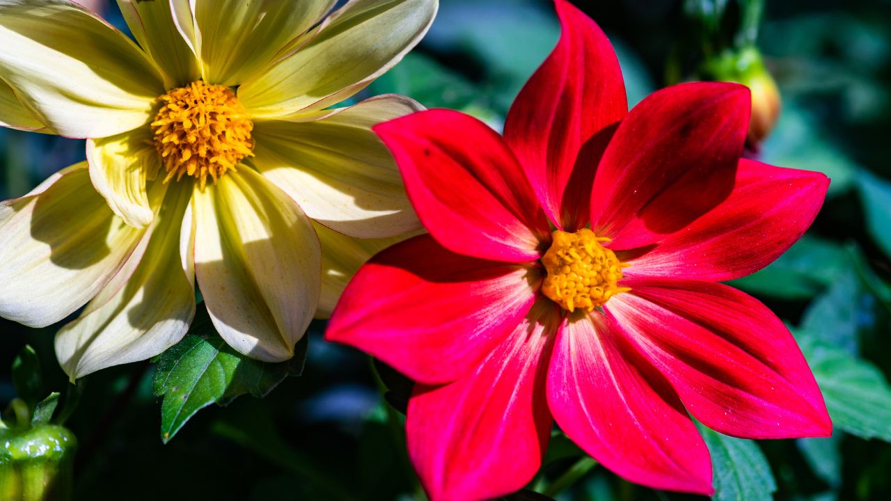 सेहत को दुरुस्त रखते हैं ये रंगबिरंगे फूल, घर की बगिया या गमले उगाएं बीज Home Garden Me Lagae Calliopsis Tinctoria Ke Phool Suitable For Herbal Medicine Gives Beautiful Look To Home Decor