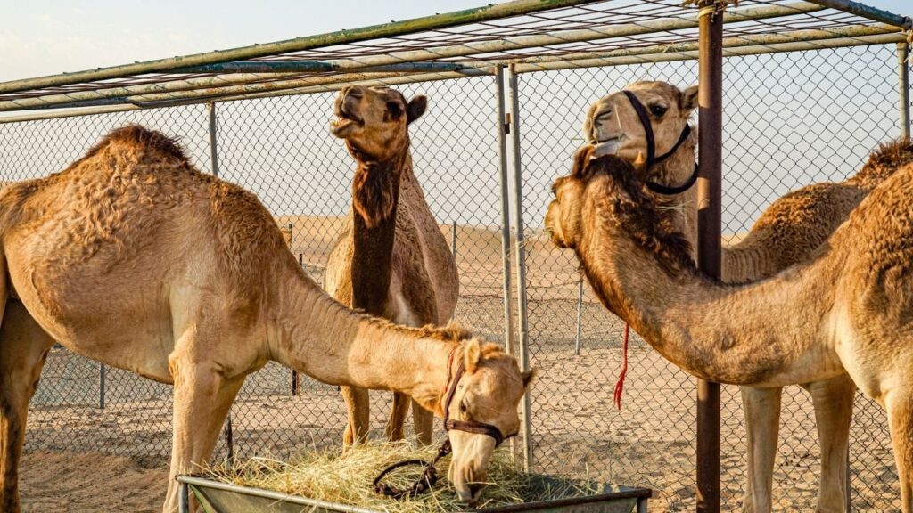 Camel Farming
