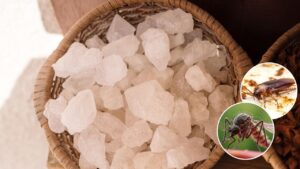 कीट-पतंगों को घर से कोसों दूर रखेगी ये छोटी सी चीज, पाउडर बनाकर करें इस्तेमाल