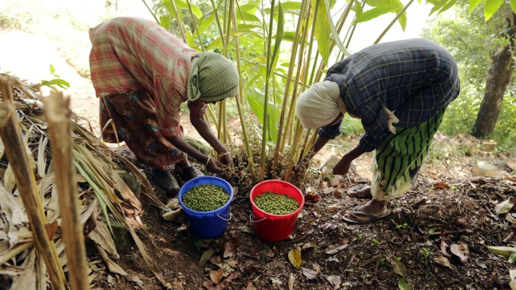 Cardamom Farming