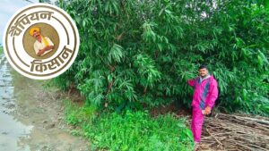 इंजीनियर की नौकरी छोड़ शुरू की बांस की खेती, 3 हजार पौधों से 10 लाख कमाई का रास्ता खुला