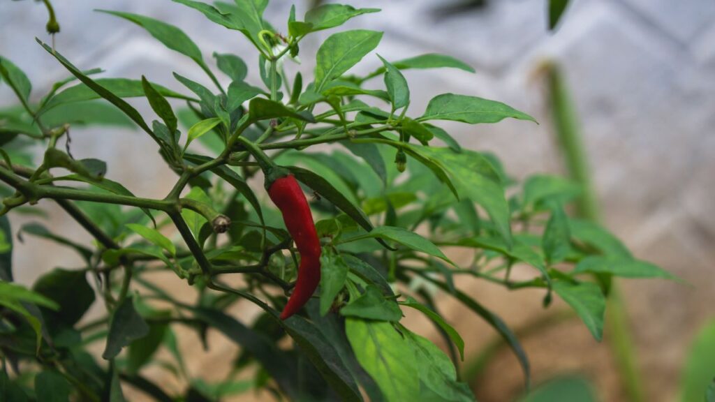 Chili Farming