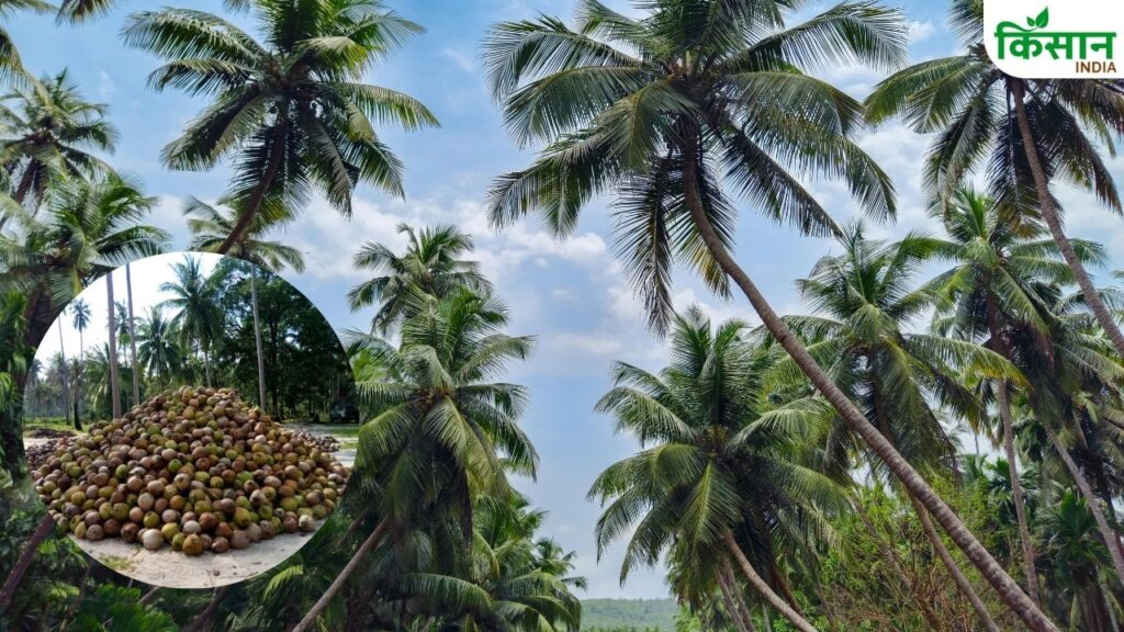 Coconut Production