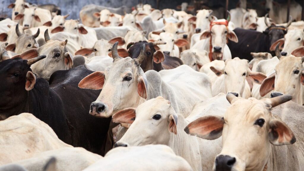 Proper Care: व्यक्तिगत देखभाल से खुश गायें. राकेश पटेल की तरह गाय को परिवार का सदस्य मानकर देखभाल करने से उनकी खुशहाली और दूध उत्पादन दोनों बढ़ते हैं. Proper Care: व्यक्तिगत देखभाल से खुश गायें. राकेश पटेल की तरह गाय को परिवार का सदस्य मानकर देखभाल करने से उनकी खुशहाली और दूध उत्पादन दोनों बढ़ते हैं.