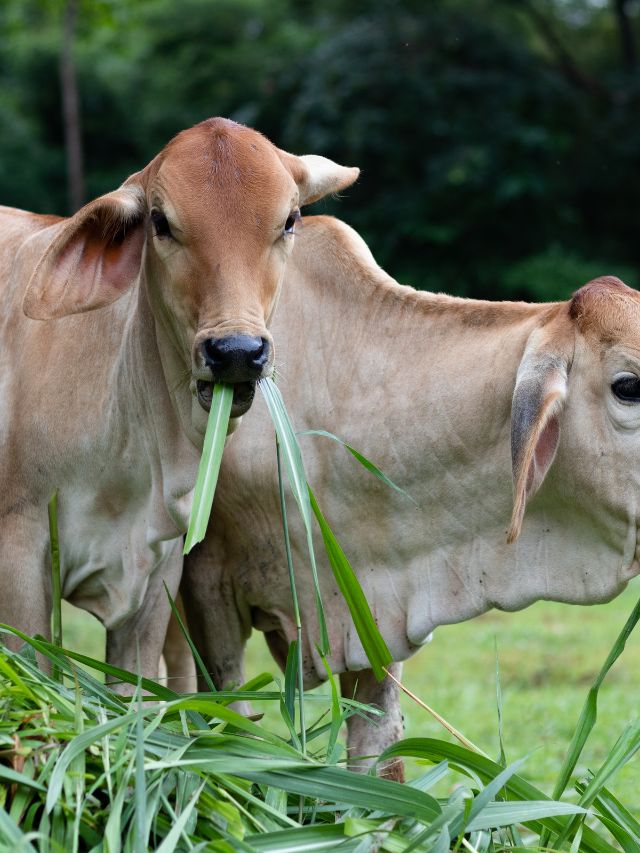 सर्दियों में दूध घट रहा गाय-भैंस का दूध? अपनाएं ये देसी उपाय!