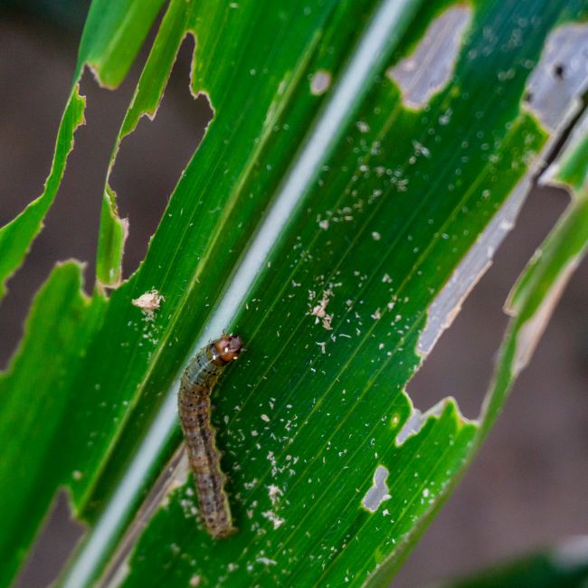 Paddy Crops