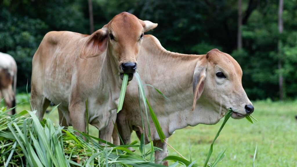 Pashu Palan: गाय को बीमारी से बचाने के लिए उसकी जगह साफ रखें. नियमित सफाई और एंटीवायरल छिड़काव से स्वास्थ्य बेहतर रहता है. सही देखभाल से गाय लंबे समय तक स्वस्थ और ऊर्जावान रहती है. Pashu Palan: गाय को बीमारी से बचाने के लिए उसकी जगह साफ रखें. नियमित सफाई और एंटीवायरल छिड़काव से स्वास्थ्य बेहतर रहता है. सही देखभाल से गाय लंबे समय तक स्वस्थ और ऊर्जावान रहती है.