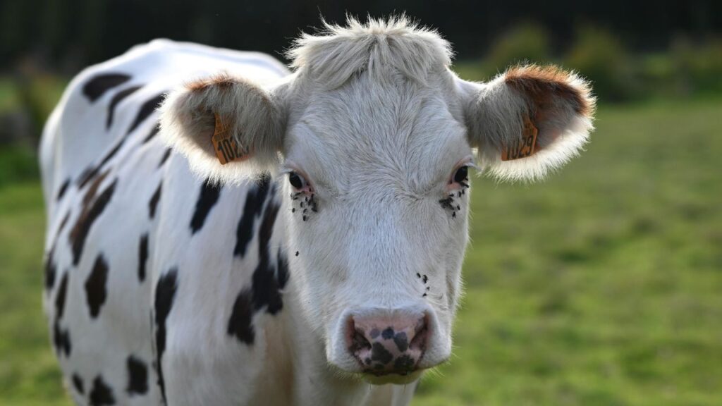 Artificial Insemination Semen