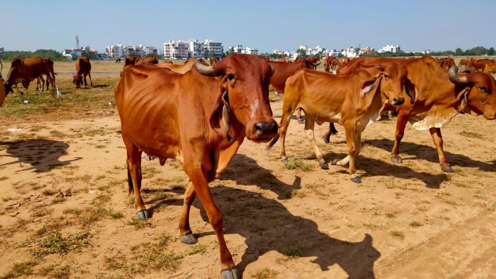 Dairy Farming Business: सिर्फ उच्च दूध देने वाली नस्ल नहीं, बल्कि अपने इलाके की परिस्थितियों और जलवायु के अनुकूल नस्ल का चुनाव करना जरूरी है. इससे गाय स्वस्थ रहती है और दूध उत्पादन बेहतर होता है. Dairy Farming Business: सिर्फ उच्च दूध देने वाली नस्ल नहीं, बल्कि अपने इलाके की परिस्थितियों और जलवायु के अनुकूल नस्ल का चुनाव करना जरूरी है. इससे गाय स्वस्थ रहती है और दूध उत्पादन बेहतर होता है.