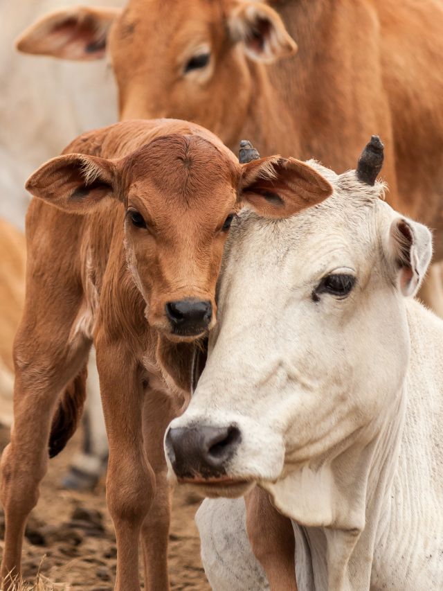 रासायनिक दवा नहीं, ये देसी घास बढ़ाएगी दूध की धार!
