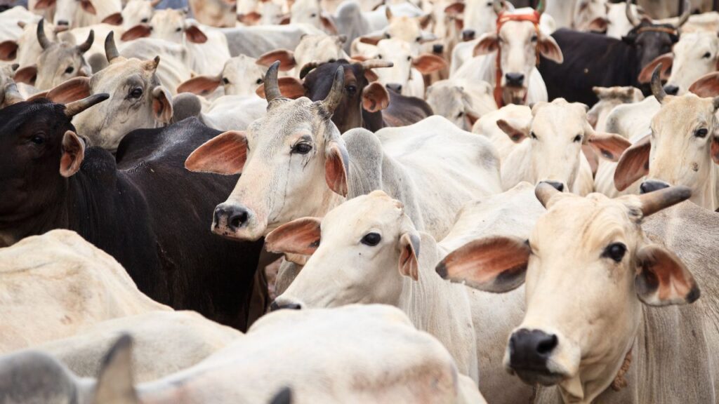 Milk Production In India: भारत सदियों से दूध उत्पादन में अग्रणी रहा है. देसी और विदेशी नस्लों की गायें किसानों की आय और देश की अर्थव्यवस्था दोनों को मजबूत करती हैं. Milk Production In India: भारत सदियों से दूध उत्पादन में अग्रणी रहा है. देसी और विदेशी नस्लों की गायें किसानों की आय और देश की अर्थव्यवस्था दोनों को मजबूत करती हैं.