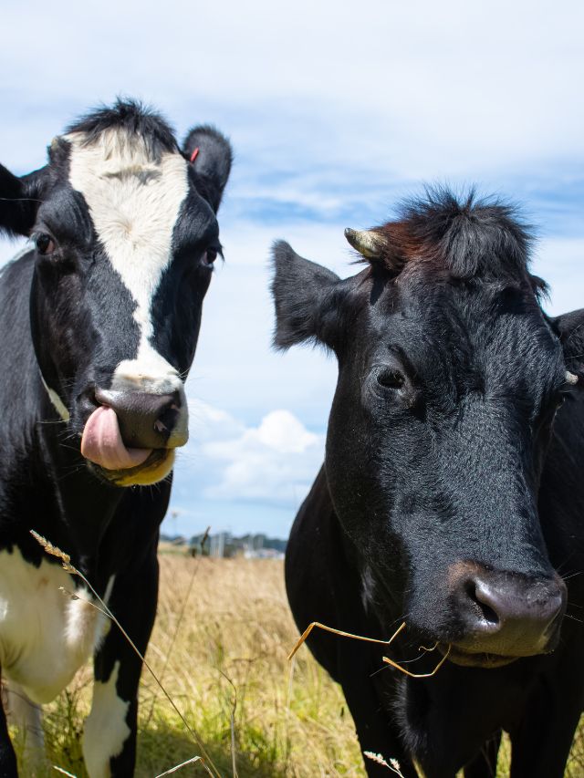 पशुओं की चॉकलेट… दूध बढ़ाने का झटपट फॉर्मूला! जानें