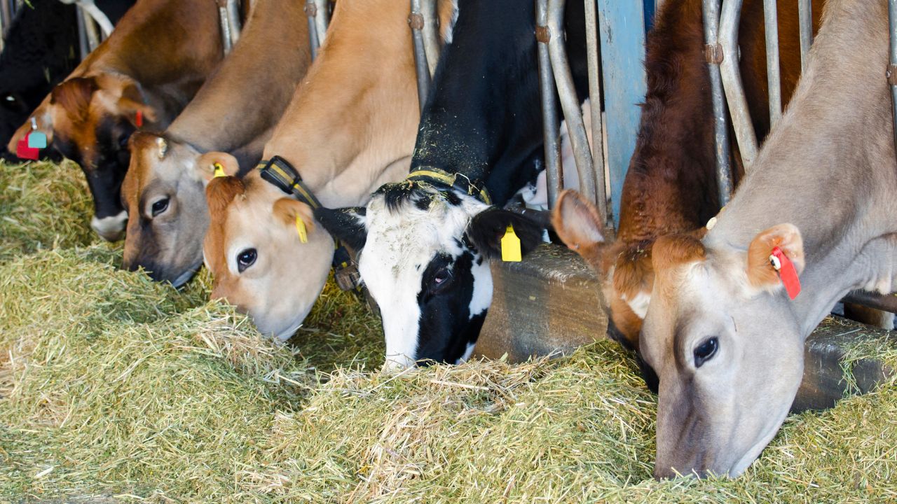 winter diet for cows