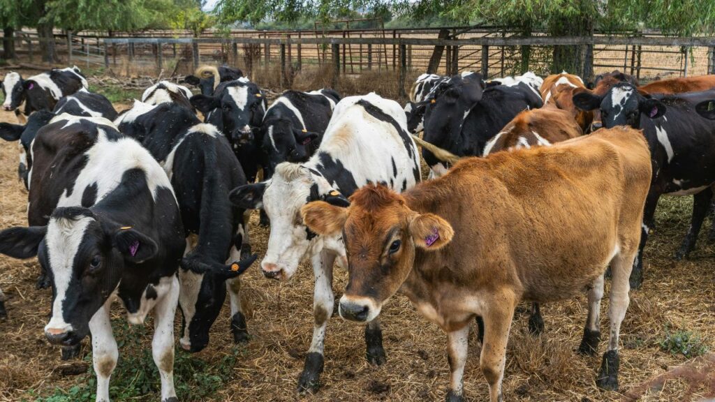 High Milk Production: उच्च दूध उत्पादन के लिए सिर्फ नस्ल नहीं, देखभाल भी जरूरी. कुछ गायें प्रतिदिन 25–30 लीटर दूध देती हैं, लेकिन सही पोषण, साफ-सुथरा वातावरण और उचित देखभाल के बिना उत्पादन प्रभावित हो सकता है. High Milk Production: उच्च दूध उत्पादन के लिए सिर्फ नस्ल नहीं, देखभाल भी जरूरी. कुछ गायें प्रतिदिन 25–30 लीटर दूध देती हैं, लेकिन सही पोषण, साफ-सुथरा वातावरण और उचित देखभाल के बिना उत्पादन प्रभावित हो सकता है.