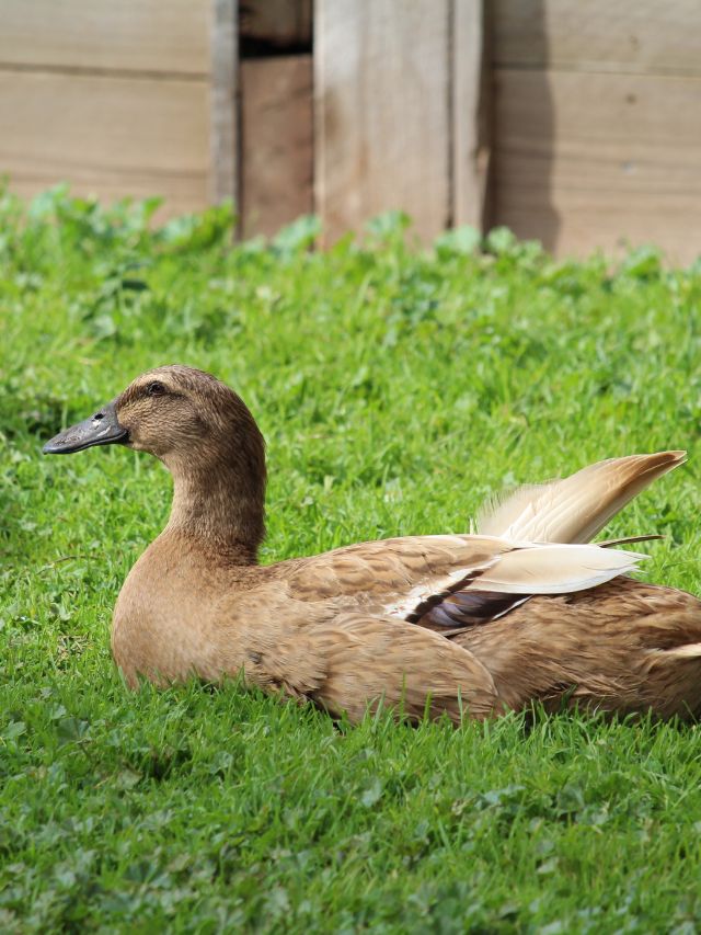 मुर्गी छोड़िए! ये नया व्यवसाय किसानों को कर रहा मालामाल