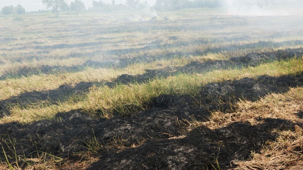 Parali To Fodder: तय समय के बाद पराली को कुछ देर खुला फैला दें ताकि अतिरिक्त अमोनिया गैस बाहर निकल जाए. इसके बाद यह चारा पशुओं को खिलाने के लिए पूरी तरह सुरक्षित और पौष्टिक हो जाता है. Parali To Fodder: तय समय के बाद पराली को कुछ देर खुला फैला दें ताकि अतिरिक्त अमोनिया गैस बाहर निकल जाए. इसके बाद यह चारा पशुओं को खिलाने के लिए पूरी तरह सुरक्षित और पौष्टिक हो जाता है.