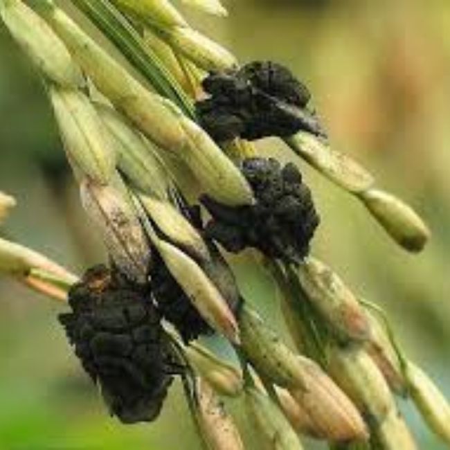Paddy Farming