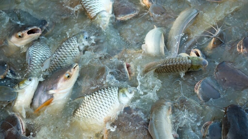 Fish Farming
