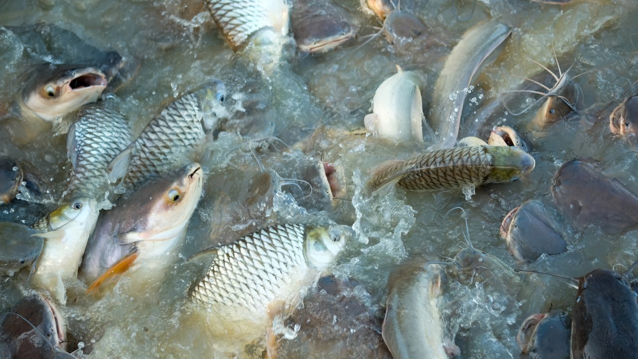 Fish Farming: सर्दी में ऐसे रखें मछलियों का खयाल, ठंड में भी बढ़ेगी ग्रोथ और होगी तगड़ी कमाई Fish Farming Take Care Your Fish This Way Winter It Increase Growth And Generate Good Income Even Cold