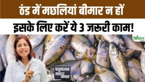 सर्दियों में मछली पालकों के लिए बड़ा अलर्ट, मछलियों के बचाव के लिए जरूर कर लें ये 3 काम