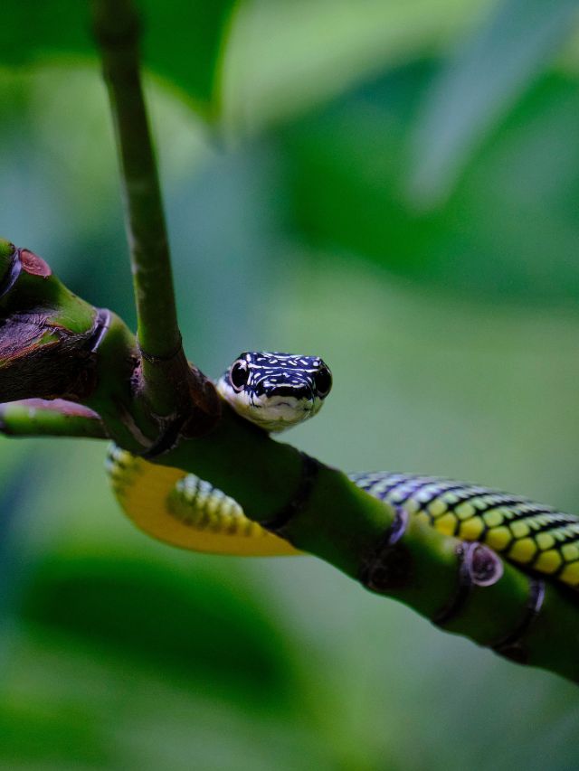 उड़ने वाले सांप! जानें इनके हैरान करने वाले फैक्ट्स