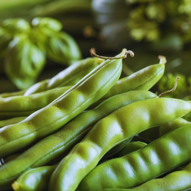 Vegetable Farming
