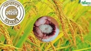 स्वाद में बासमती को टक्कर देता है यह चावल, भगवान राम से जुड़ा है नाता.. 6 फीट ऊंचा होता है पौधा