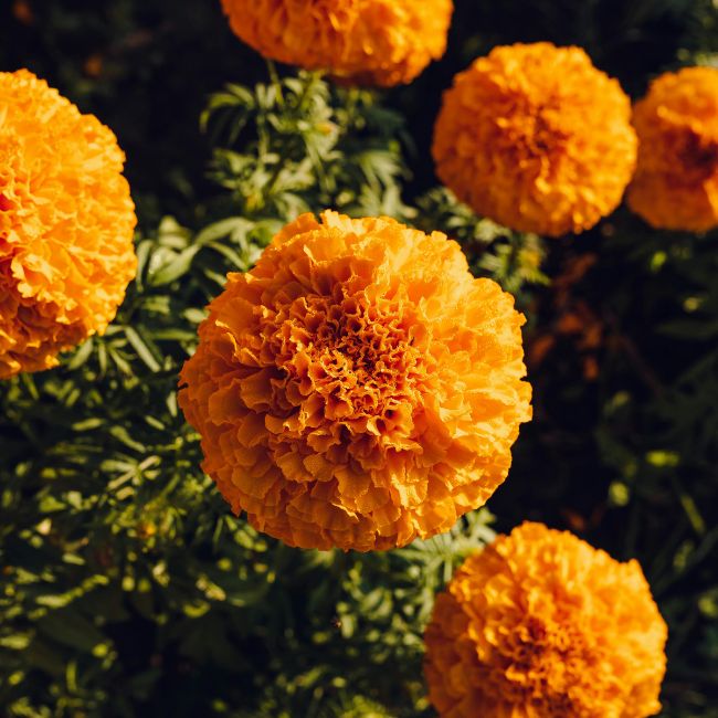 Marigold Flower Farming