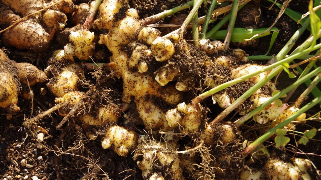 Ginger Farming