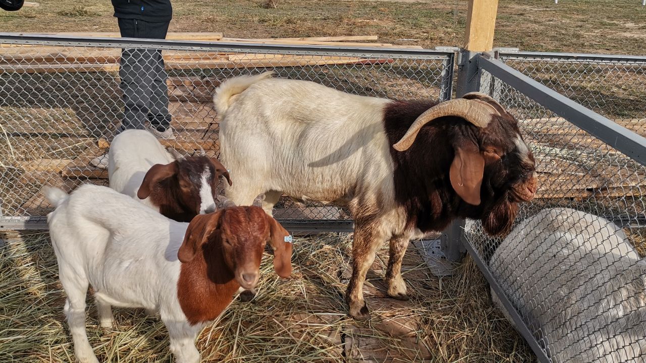 Goat Farming: सिर्फ 10 बकरियों से शुरू करें बिजनेस, जानिए सालभर में कितने लाख की होगी कमाई Goat Farming Business Start Only 10 Goats You Can Earn Lakhs Year Check All Details