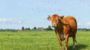 भारत की 4 देशी गायें जो देती हैं 60 लीटर तक दूध, किसान आसानी से बढ़ा सकते हैं अपनी आय