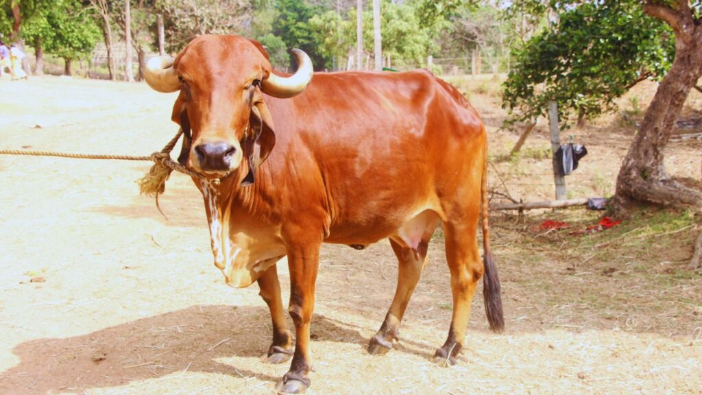 Gir Gay Ki Khasiyat: गुजरात की गिर नस्ल औसतन 25–30 लीटर दूध देती है, जबकि अच्छी देखभाल में यह 35 लीटर तक पहुंच सकती है. इसका दूध A2 प्रोटीन से भरपूर होता है, जो सेहत के लिए फायदेमंद है. Gir Gay Ki Khasiyat: गुजरात की गिर नस्ल औसतन 25–30 लीटर दूध देती है, जबकि अच्छी देखभाल में यह 35 लीटर तक पहुंच सकती है. इसका दूध A2 प्रोटीन से भरपूर होता है, जो सेहत के लिए फायदेमंद है.