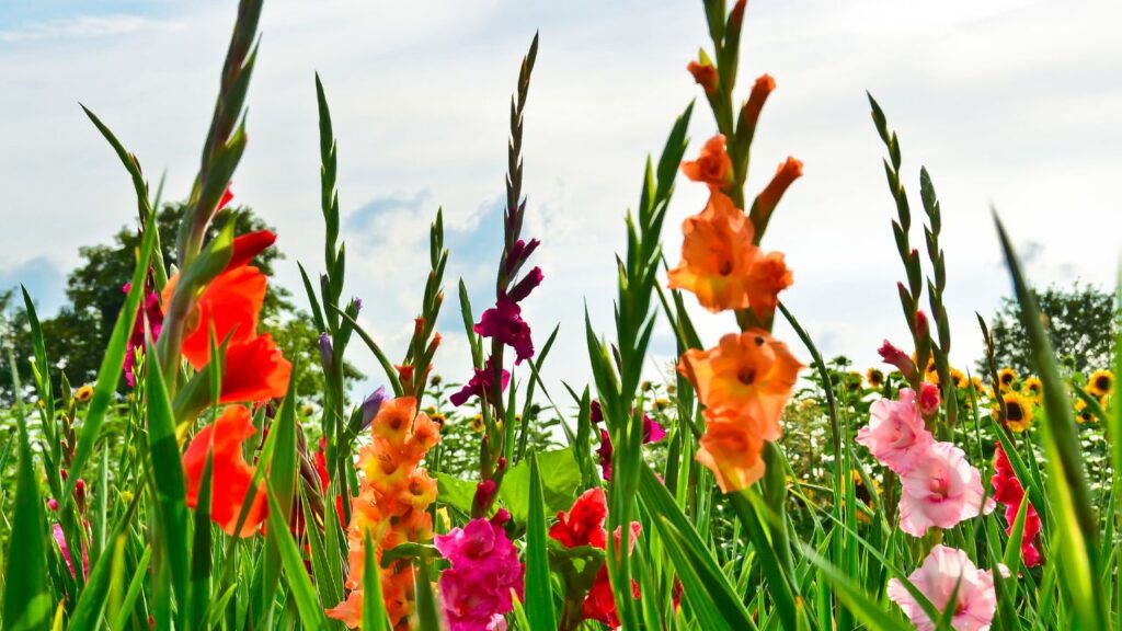 Gladiolus farming