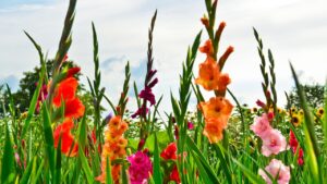 आलू से ज्यादा कमाई कराएगी ये फसल, बुवाई का समय नजदीक, 90 दिन में किसान बन जाएंगे लखपति