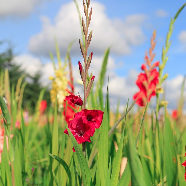 Gladiolus farming tips