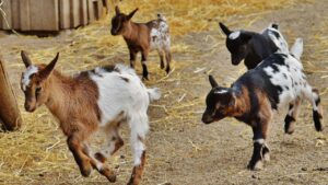 Goat Farming: देशी गाय जितना दूध देती है ये बकरी, मीट बेचकर किसान कमा रहे मोटा मुनाफा