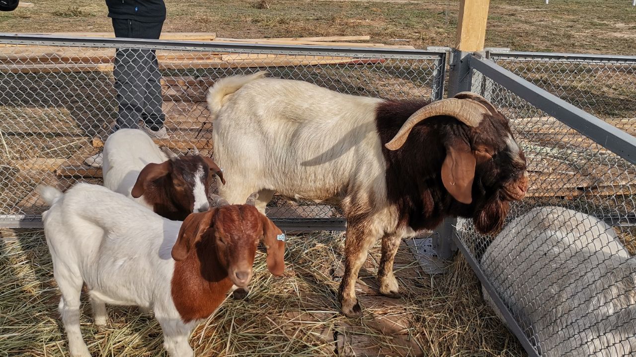 बकरी पालन बिजनेस, अब फ्री ट्रेनिंग और बकरियों का पेयर मिलेगा, बस करना होगा ये काम बकरी पालन बिजनेस, अब फ्री ट्रेनिंग और बकरियों का पेयर मिलेगा, बस करना होगा ये काम
