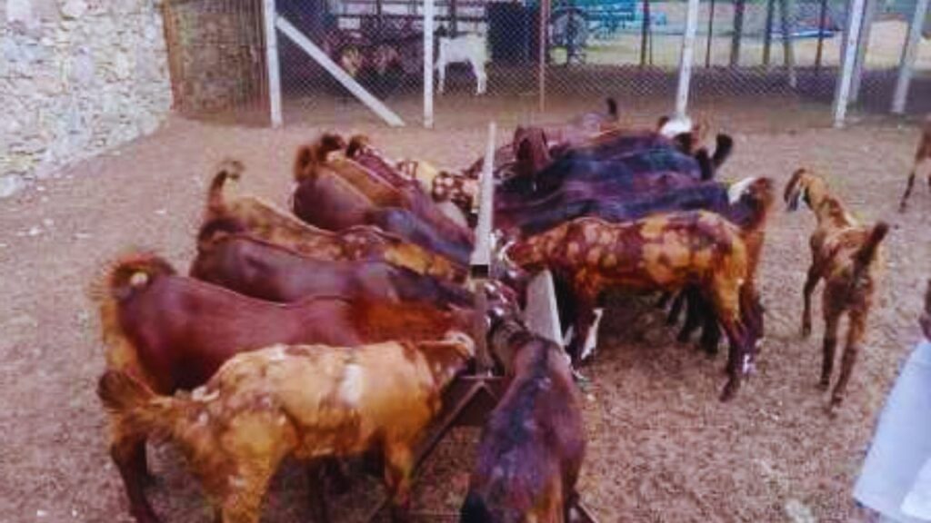 Sirohi Goat: दरअसल, हम बात कर रहे हैं सिरोही बकरियों की जो कि, छोटे और बड़े दोनों तरह के पशुपालकों के लिए बेहद लाभदायक साबित होती हैं. सिर्फ 5 से 6 महीने में ही लागत का दो से तीन गुना मुनाफा दे सकती हैं. इसका मतलब यह है कि जो पशुपालक इन बकरियों का पालन करते हैं, वे छोटे समय में अपने निवेश को दोगुना या तीन गुना कर सकते हैं. 