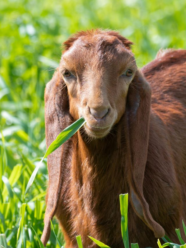 गोट फार्मिंग में की ये 1 गलती तो मुनाफा होगा जीरो!