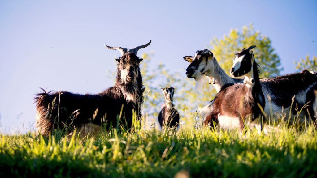 Best Goat Breeds: भारत में जमुनापारी, सिरोही, बरबरी, बीटल और ब्लैक बंगाल नस्लें सबसे ज्यादा लोकप्रिय हैं. जमुनापारी: “बकरियों की रानी” कहलाती है, मटन महंगा बिकता है. सिरोही: गर्म और सूखे इलाकों में टिकाऊ. बरबरी: छोटे कद की लेकिन दूध उत्पादन में बेहतर. ब्लैक बंगाल: स्वादिष्ट मांस के लिए प्रसिद्ध. Best Goat Breeds: भारत में जमुनापारी, सिरोही, बरबरी, बीटल और ब्लैक बंगाल नस्लें सबसे ज्यादा लोकप्रिय हैं. जमुनापारी: “बकरियों की रानी” कहलाती है, मटन महंगा बिकता है. सिरोही: गर्म और सूखे इलाकों में टिकाऊ. बरबरी: छोटे कद की लेकिन दूध उत्पादन में बेहतर. ब्लैक बंगाल: स्वादिष्ट मांस के लिए प्रसिद्ध.