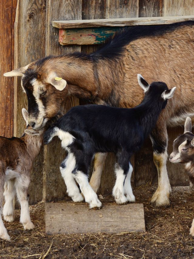 सर्दी में बकरियां रहेंगी फिट! बस अपनाएं ये देसी उपाय