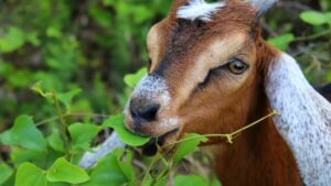 चलती-फिरती ATM है ये बकरी, 4 से 5 महीनों में दोगुना देती है मुनाफा, इन इलाकों में सरकार दे रही मुफ्त!