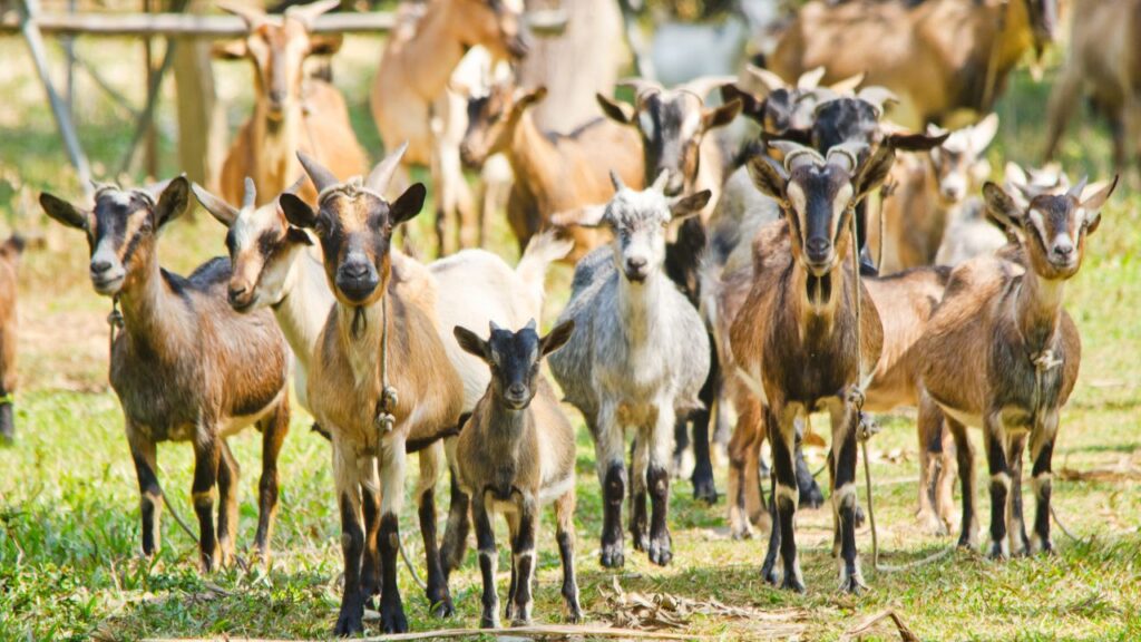 Bakri Palan Kaise kare: एक बकरी को रोजाना केवल 2–3 किलो चारा और साफ पानी चाहिए. बकरी पालन के लिए महंगे शेड की जरूरत नहीं, मिट्टी और बांस से बना साधारण बाड़ा ही काफी है. सफाई और नियमित जांच पर ध्यान देने से नुकसान की संभावना न के बराबर रहती है. Bakri Palan Kaise kare: एक बकरी को रोजाना केवल 2–3 किलो चारा और साफ पानी चाहिए. बकरी पालन के लिए महंगे शेड की जरूरत नहीं, मिट्टी और बांस से बना साधारण बाड़ा ही काफी है. सफाई और नियमित जांच पर ध्यान देने से नुकसान की संभावना न के बराबर रहती है.