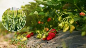 स्ट्रॉबेरी के खेत में कर दें इस फसल की बुवाई, अनाज से भर जाएगा घर.. गिनते-गिनते थक जाएंगे पैसे