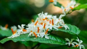 घर के आंगन में लगाएं खुशबूदार हरसिंगार, घर को सजाने के साथ वातावरण को रखेगा शुद्ध