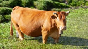 कोई 35 तो कोई 25 लीटर दूध देती है, जानिए कौन सी गाय बन रही किसानों की कैश मशीन!