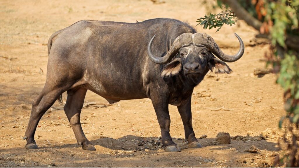 Jaffarabadi Buffalo